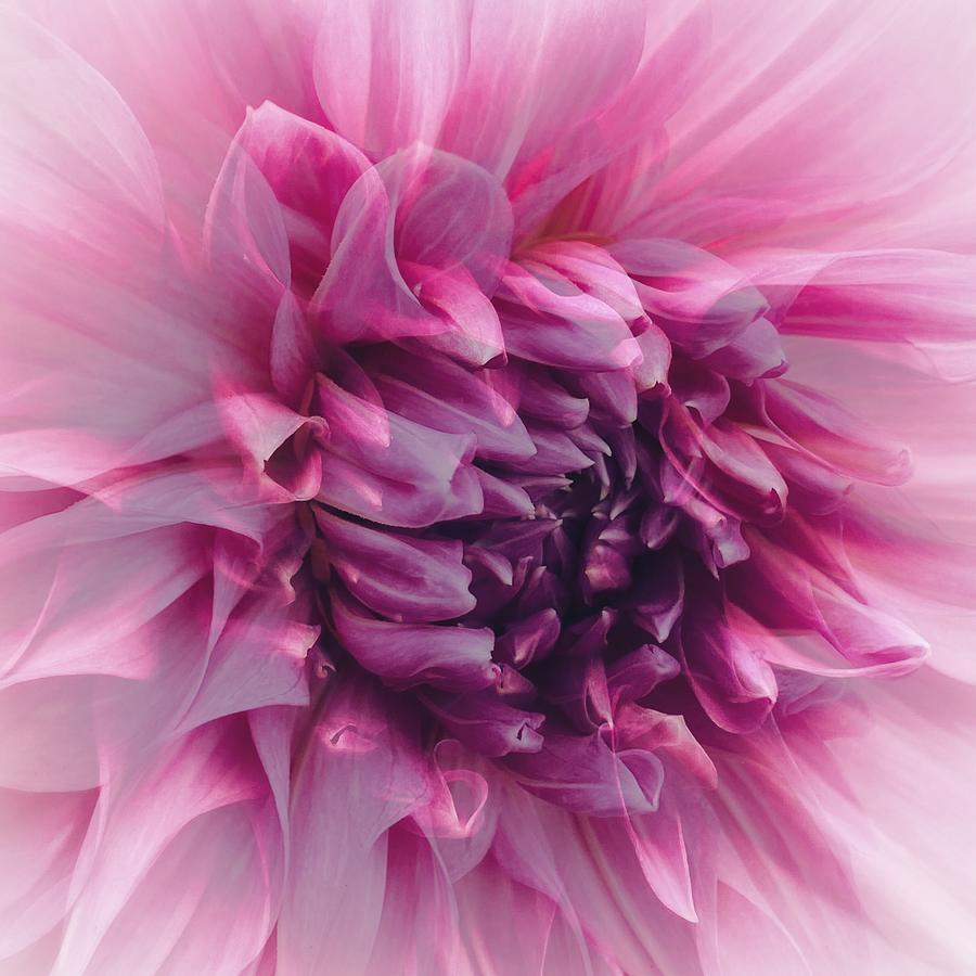 Lavender and Pink Dahlia  Photograph by Jerry Abbott