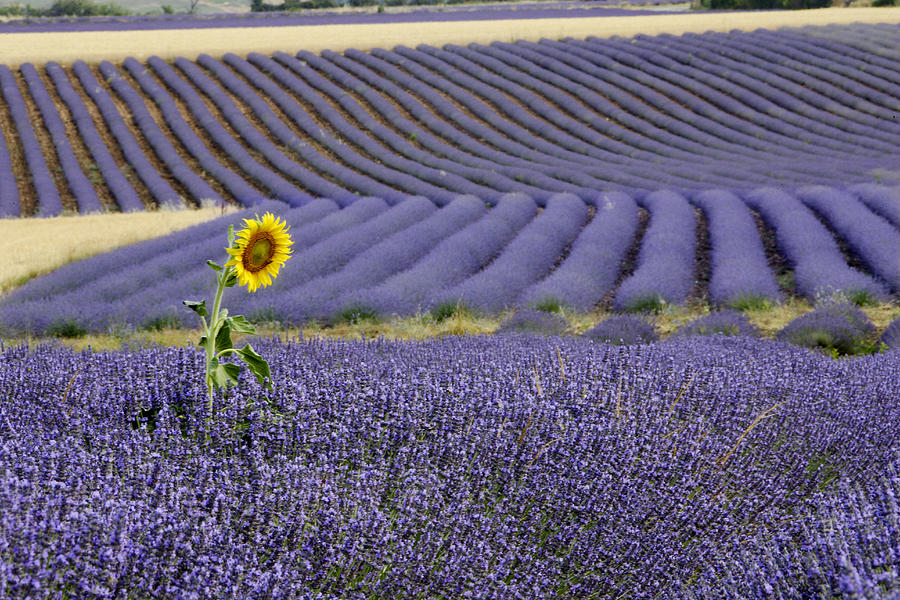 Lavender and sunflower Photograph by Sylvain Cordier