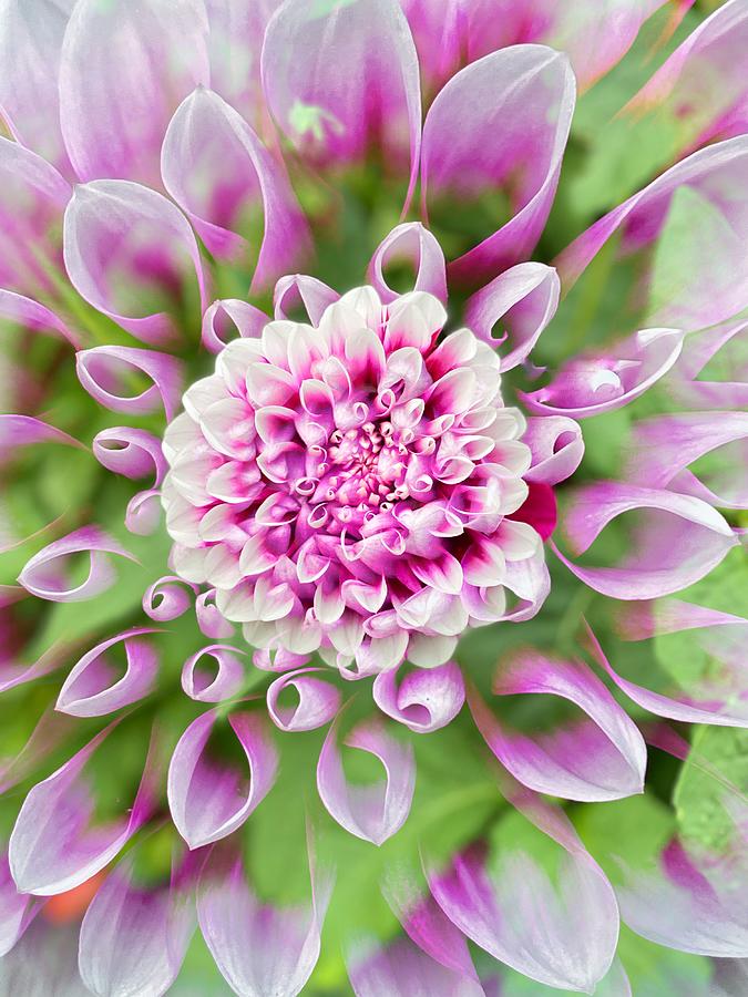 Lavender and White Dahlia  Photograph by Jerry Abbott