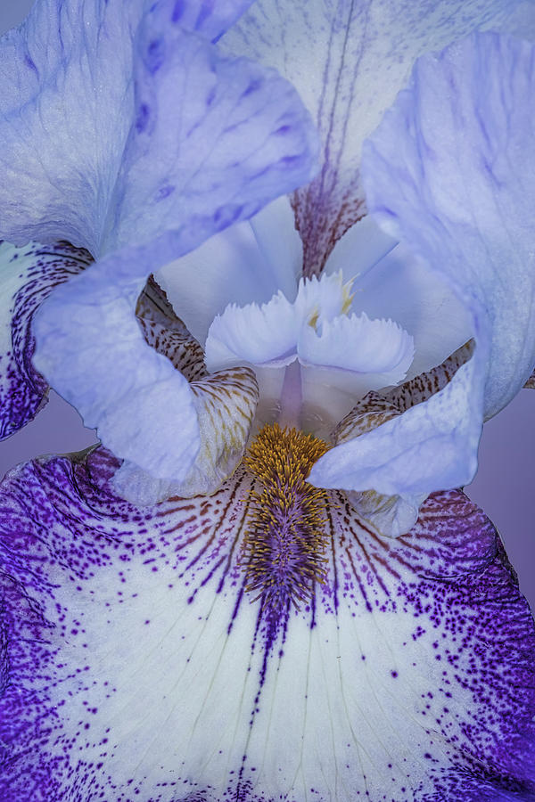 Lavender Bearded Iris Flower Photograph by Susan Candelario