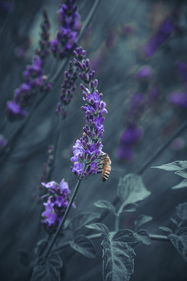 Lavender Bee Photograph by Greg Mimbs
