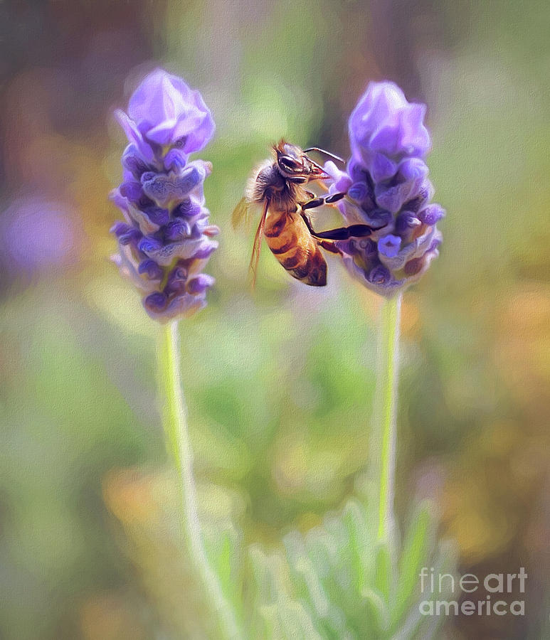 Lavender bee Photograph by Nancy Branston