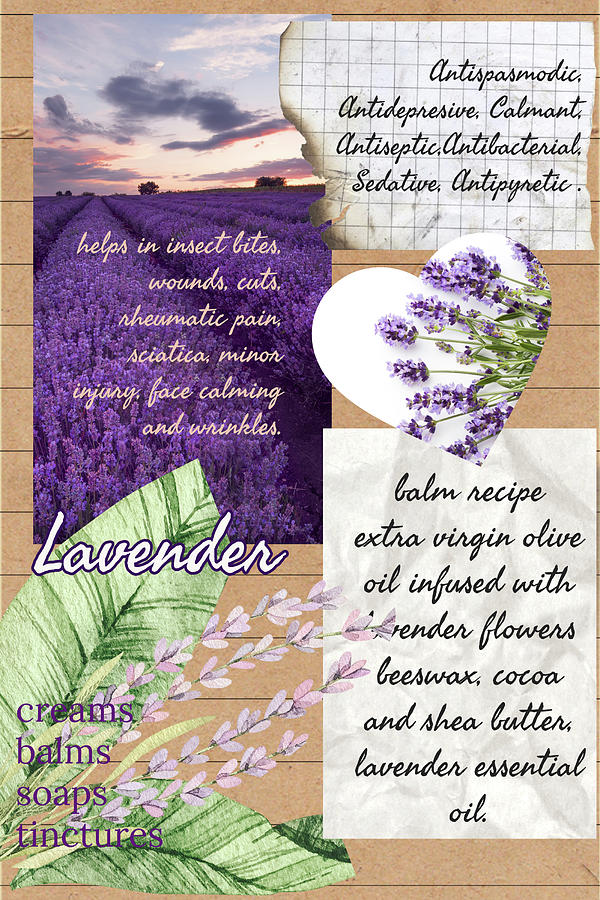 Lavender Benefits Herbalist Notebook Page Photograph By Ana Naturist