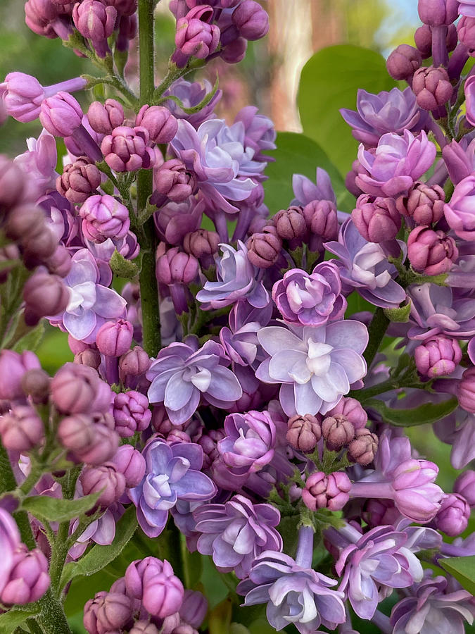 Lavender Bloom Photograph by Cheryl Scanlan - Fine Art America