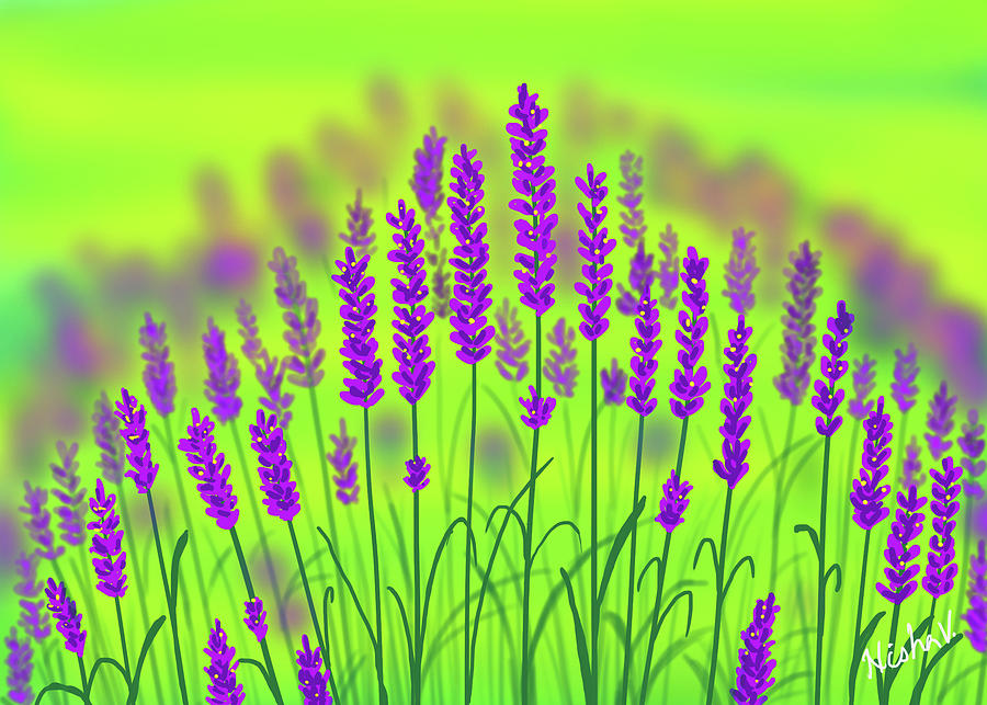 Lavender Bloom Digital Art by Nishma Creations Fine Art America