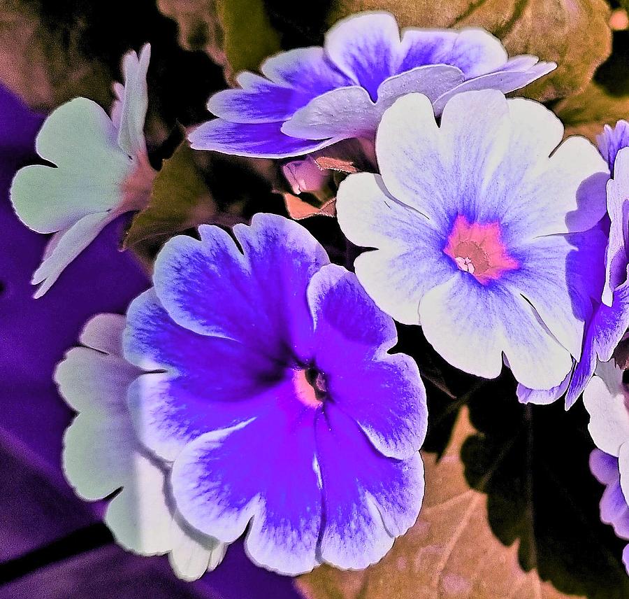 Lavender Blooms Digital Art