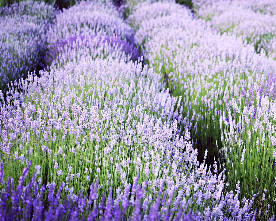Lavender Blue Photograph by Lupen Grainne