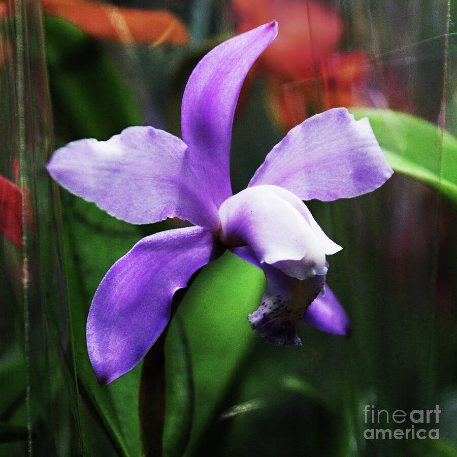 Orchid Photograph - Lavender Blue, Pick A Dilly by Michael May
