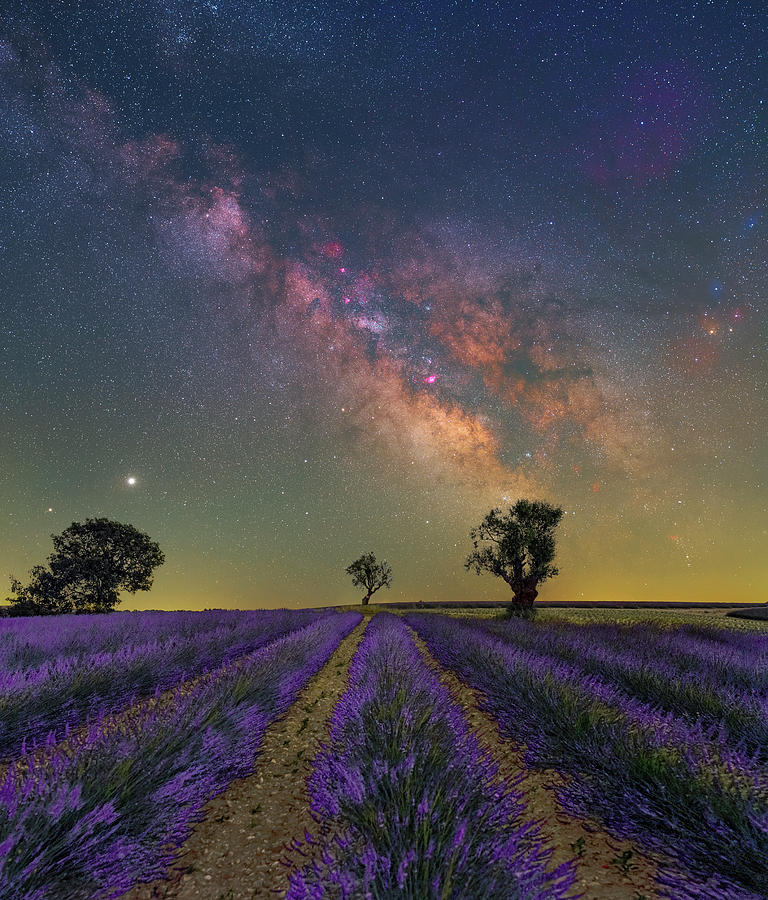 Lavender Blue Photograph by Ralf Rohner