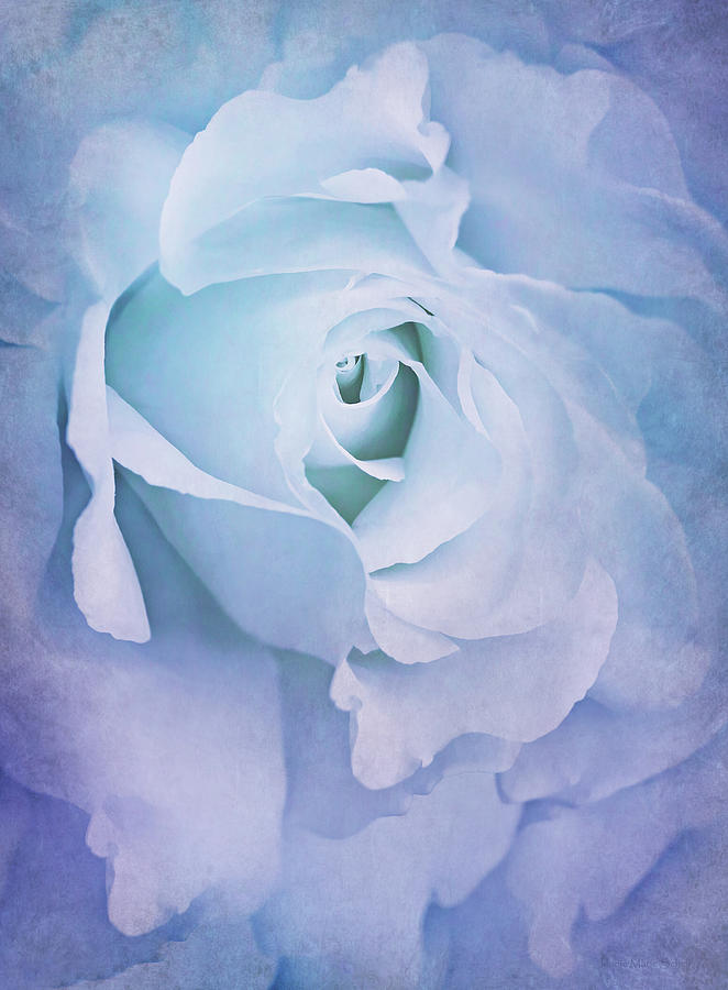 Lavender Blue Rose Flower Abstract Photograph by Jennie Marie Schell