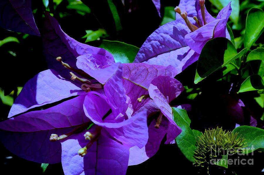 Lavender Bougainvillea Flower Photograph by Mary Deal