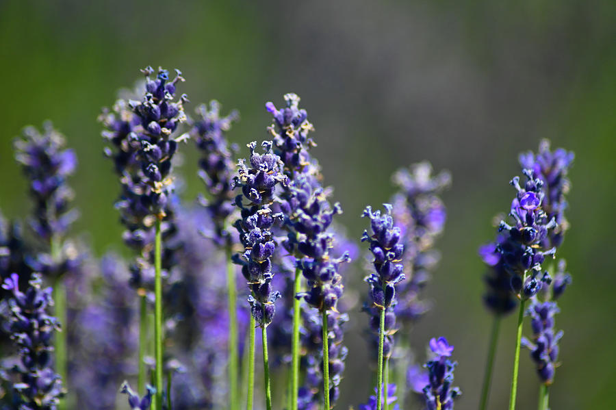 Lavender Photograph by Brian Orion