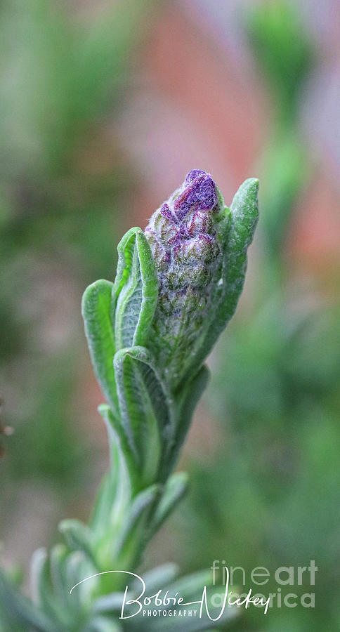 Lavender Bud Photograph