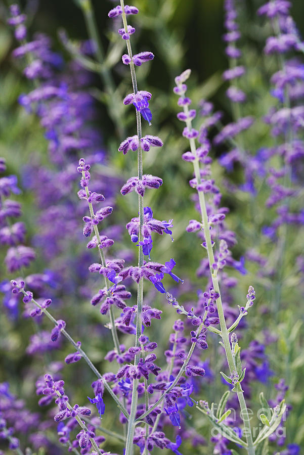 Lavender Bush Photograph by Joy Watson
