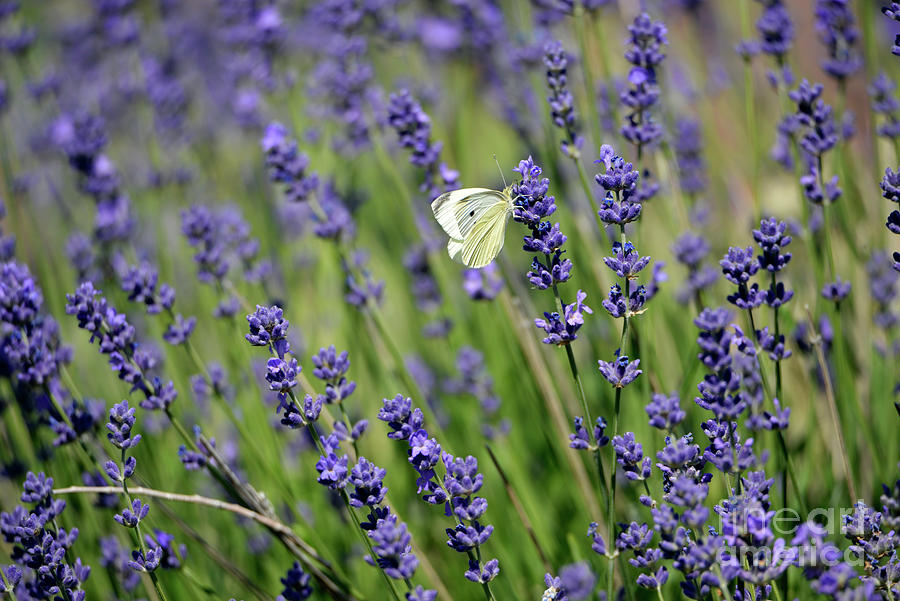 Lavender Butterfly Photograph by Denise Bruchman