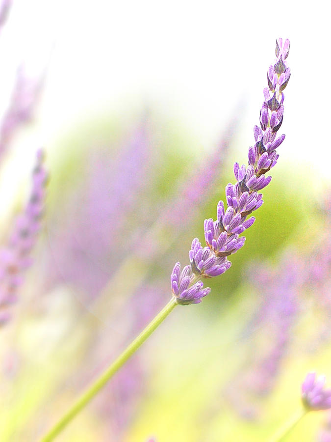 Lavender Photograph by Carol Jorgensen