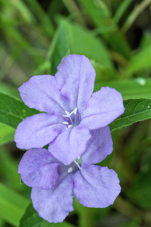 Lavender Carolina Wild Petunia Photograph by Kathy Clark