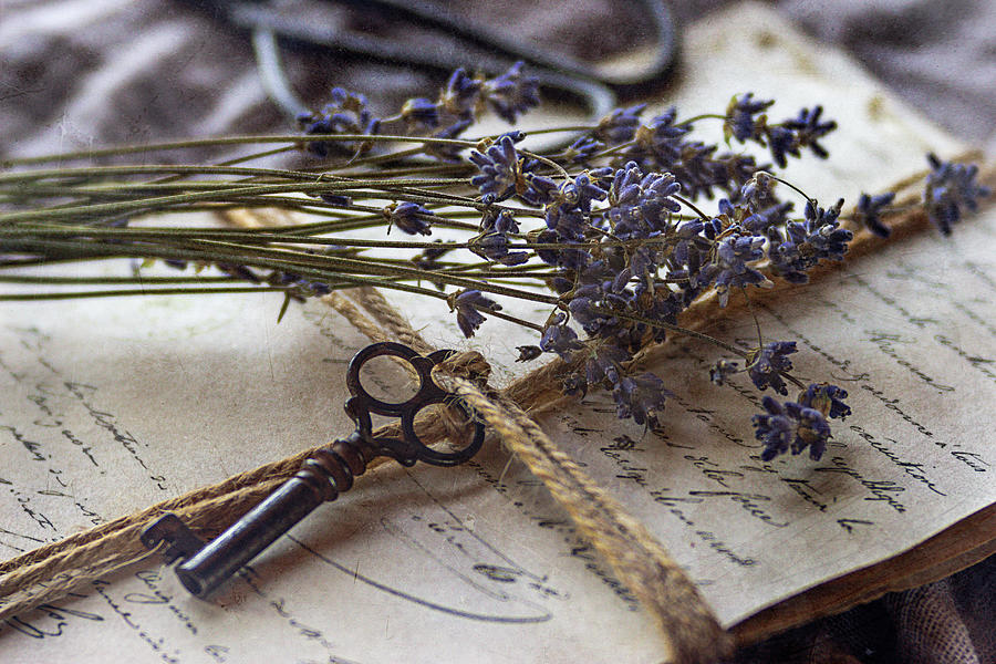 Lavender Photograph by Cindi Ressler