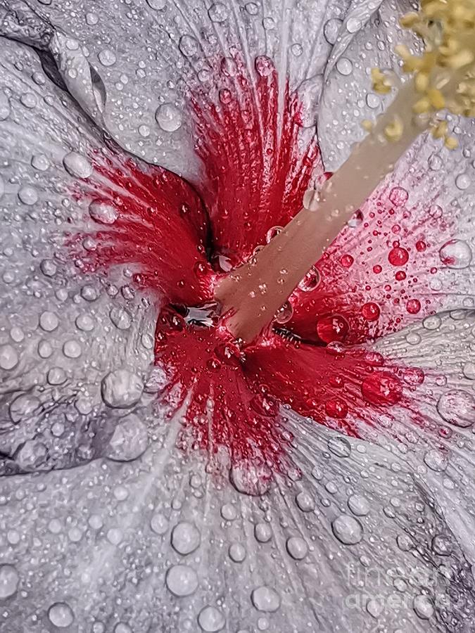 Lavender color hibiscus flower with rain drops  Photograph by Natalia Wallwork
