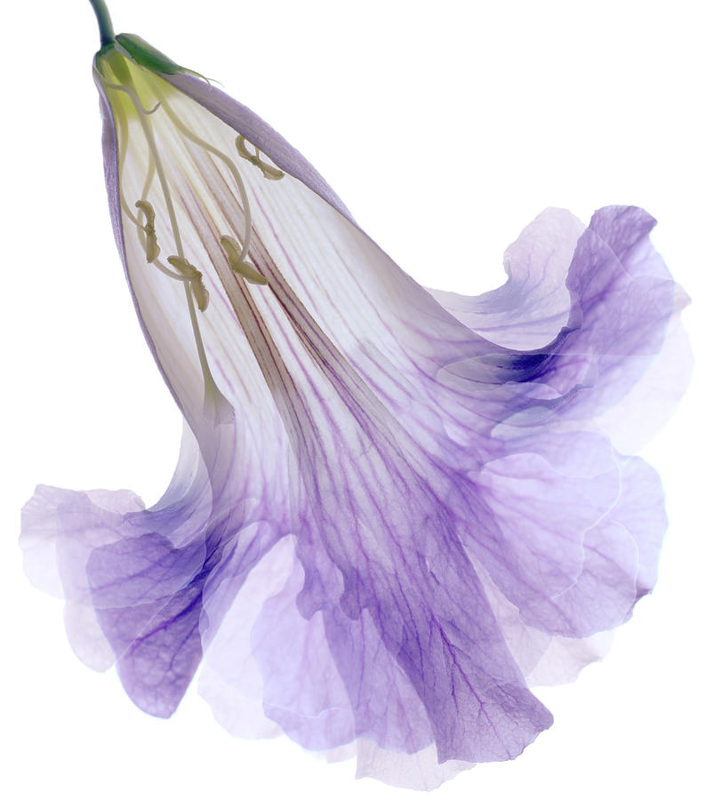 Lavender Crinoline Photograph by Marsha Tudor