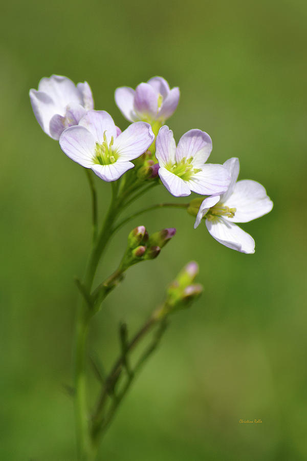 Lavender Cuckoo Flower Photograph by Christina Rollo
