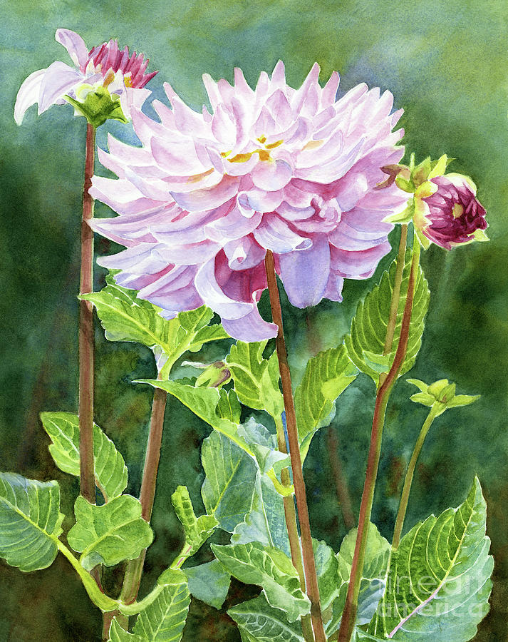 Lavender Dahlia with Red Violet Buds Painting by Sharon Freeman