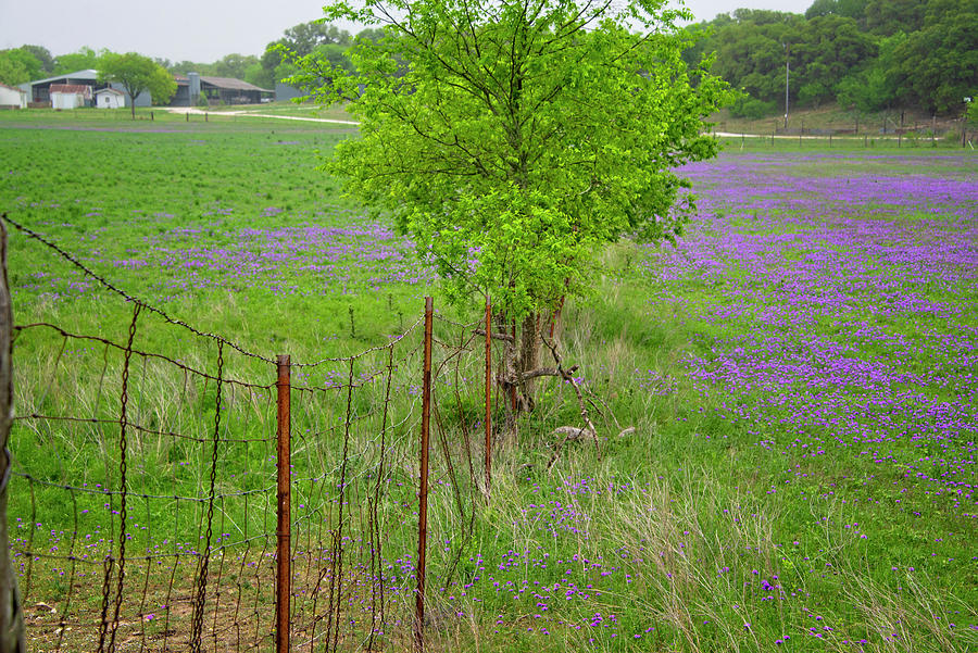 Lavender Days on the Farm Photograph by Lynn Bauer