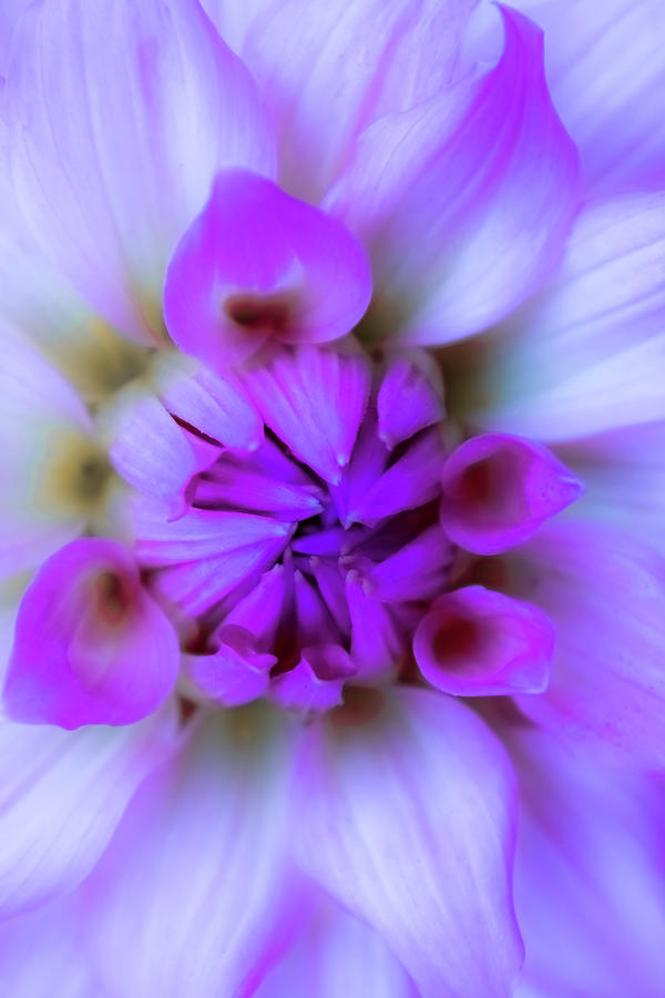 Lavender Dream Photograph by Emerita Wheeling