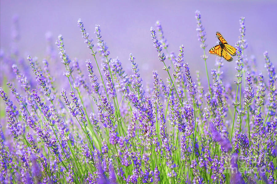 Lavender dreams Photograph by Darya Zelentsova