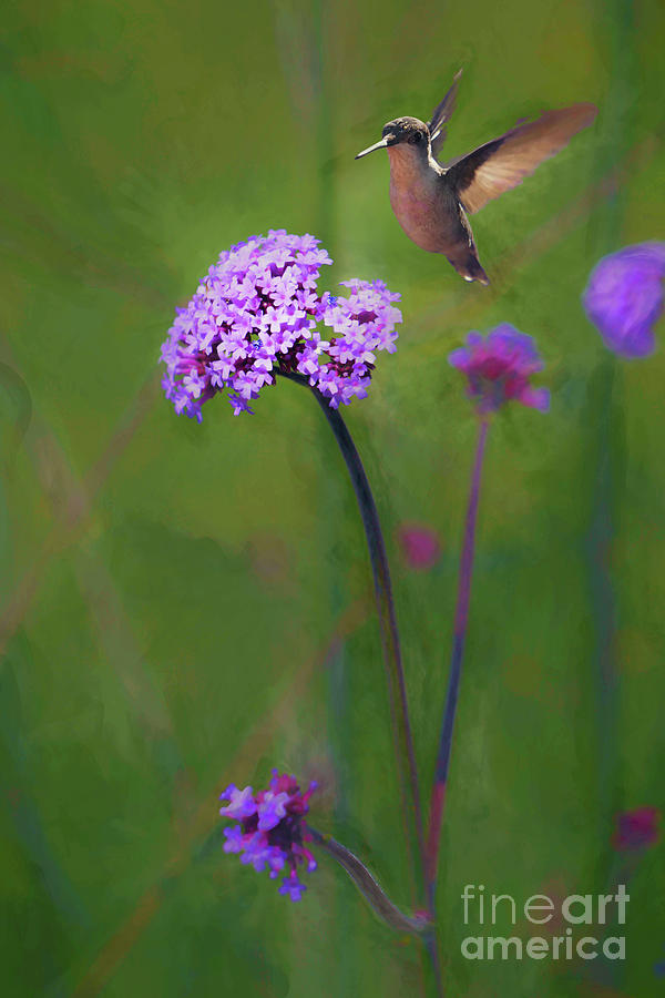 Lavender Dreams Photograph by Karen Beasley