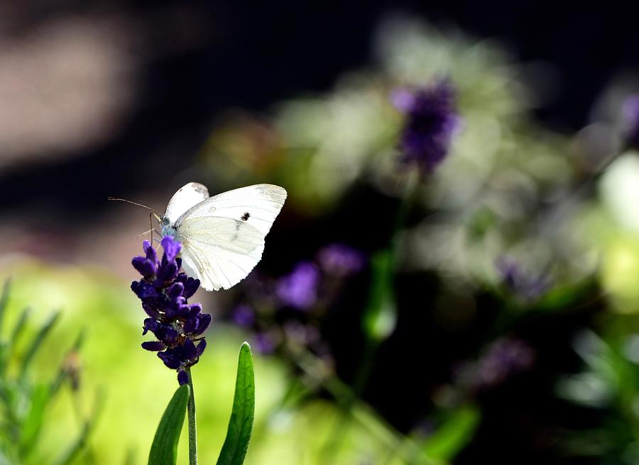 Lavender dreams Photograph by Lynn Hunt