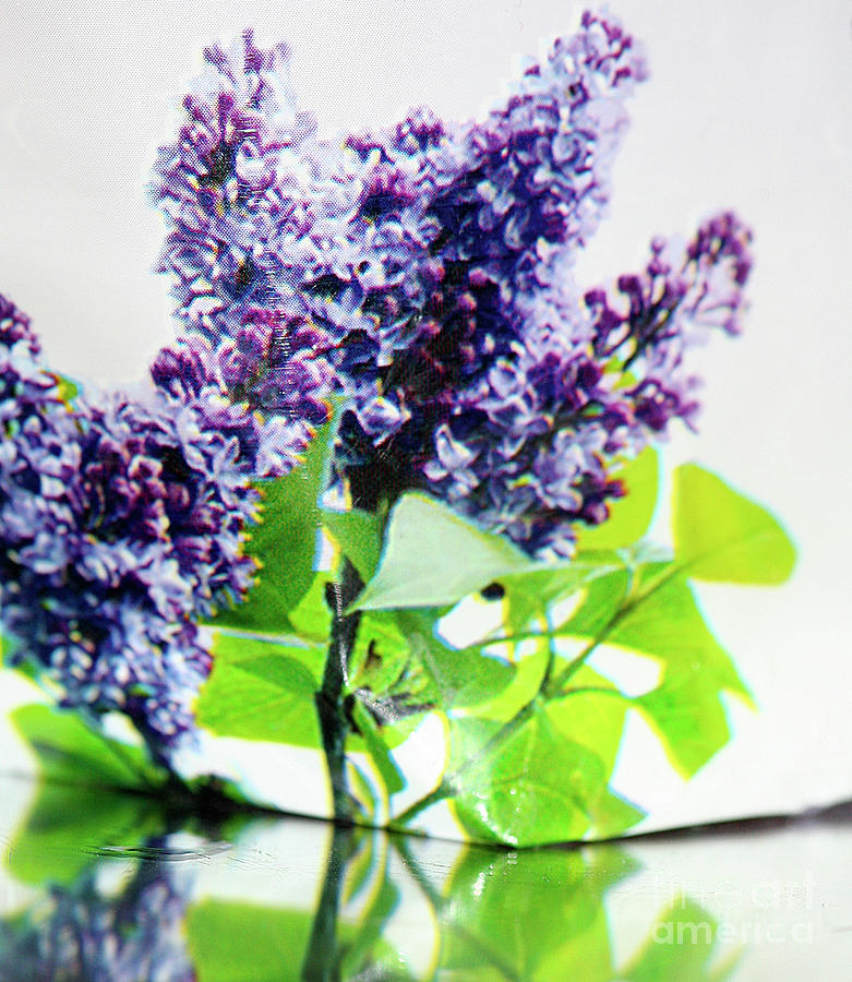 Flowers Still Life Photograph - Lavender Epsom Salt by Helena M Langley
