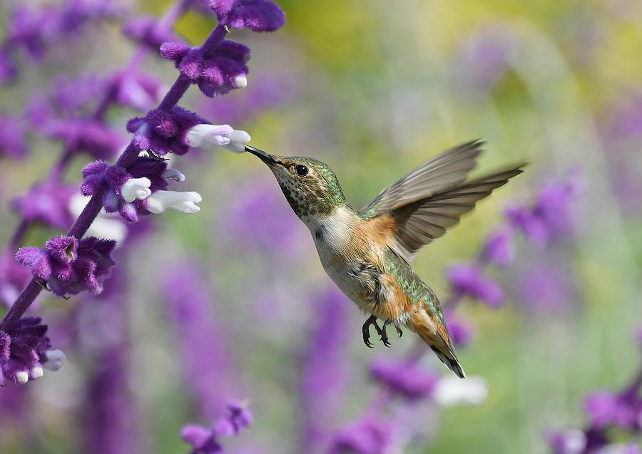 Lavender Fan 9 Photograph by Fraida Gutovich - Fine Art America