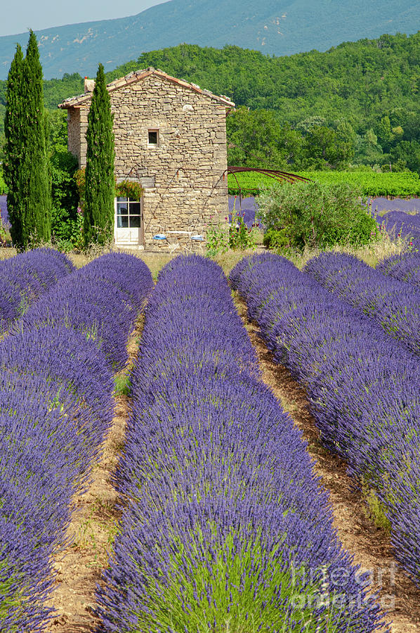 Lavender Farm Photograph by Bob Phillips