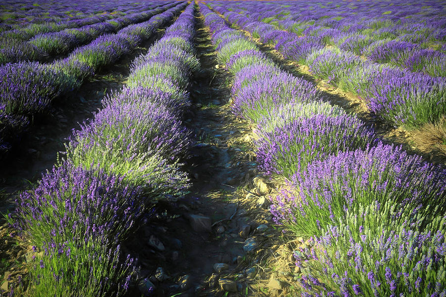 Flower Photograph - Lavender Farm by Donna Kennedy