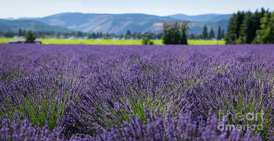 Lavender Farm Panorama Photograph