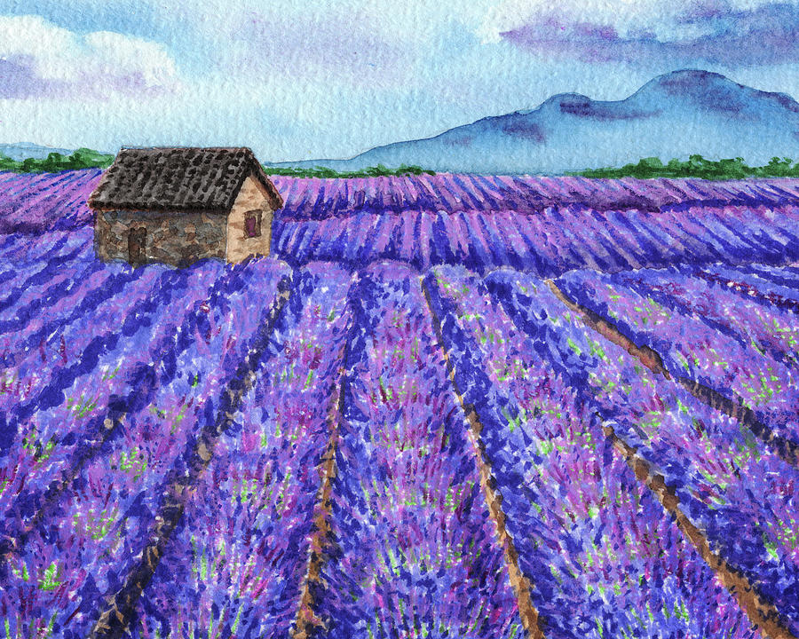 Lavender Farm Purple Field Watercolor Painting