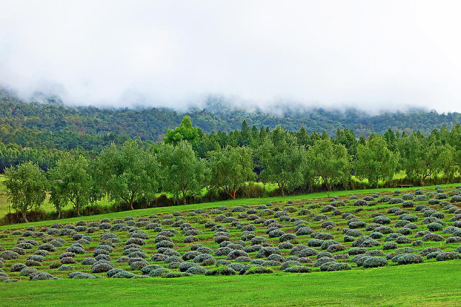 Lavender Farms Study 45 Photograph by Robert Meyers-Lussier