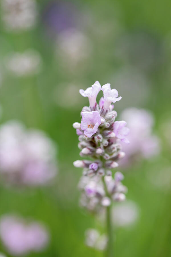 Lavender Felice Pink Photograph by Tanya C Smith
