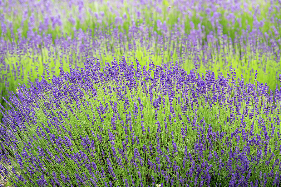 Lavender Field 1 Photograph by Jenny Rainbow
