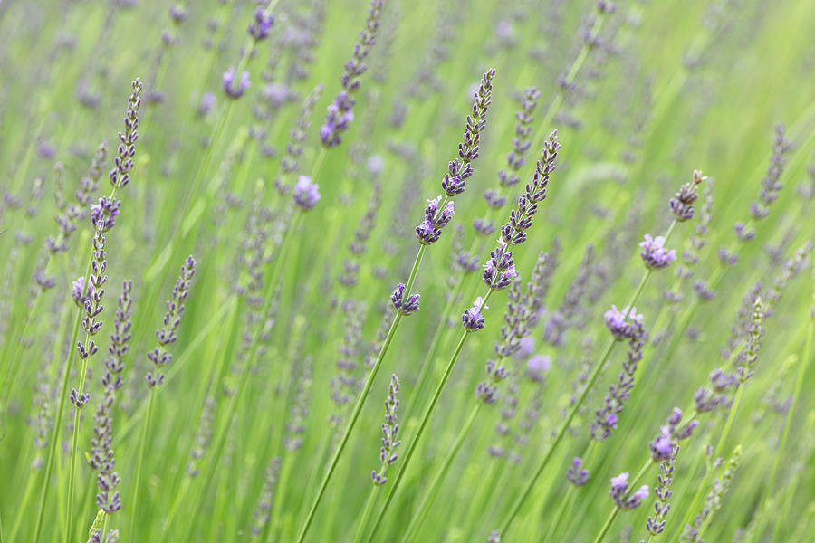 Lavender Field 1 Photograph