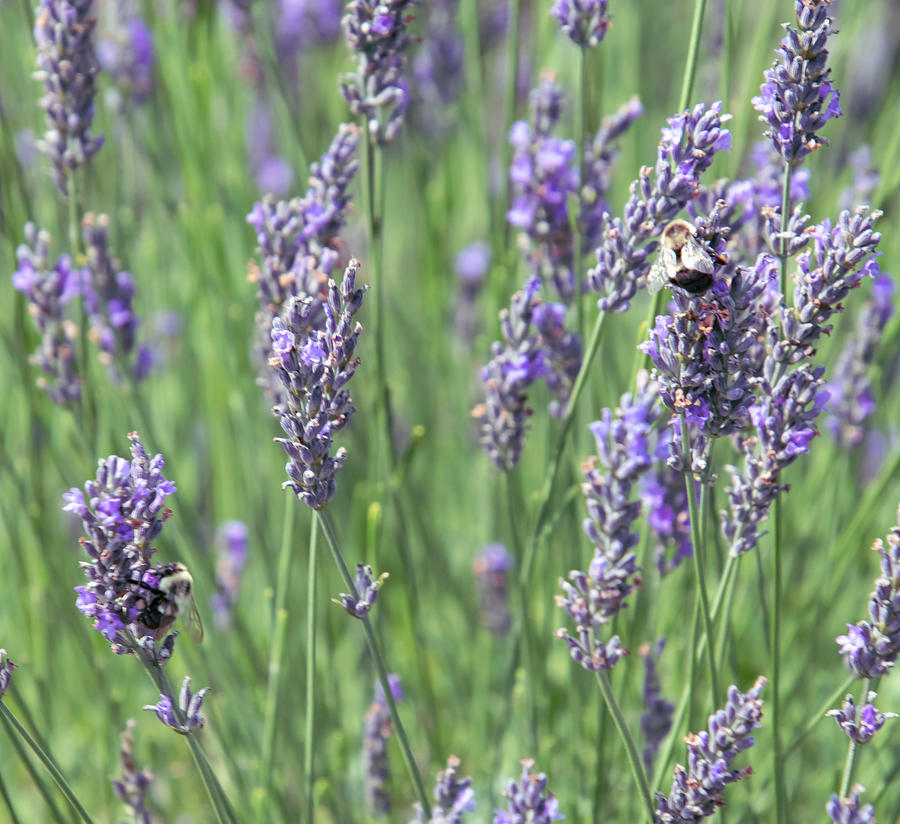 Lavender Field a Buzz Photograph by Christina McGoran
