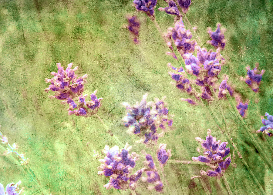 Lavender Field Digital Art by Amy Curtis