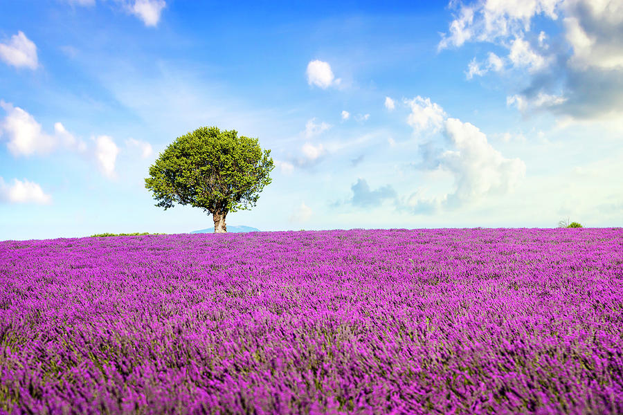 Lavender field and lonely tree. Provence, France Photograph by Stefano Orazzini