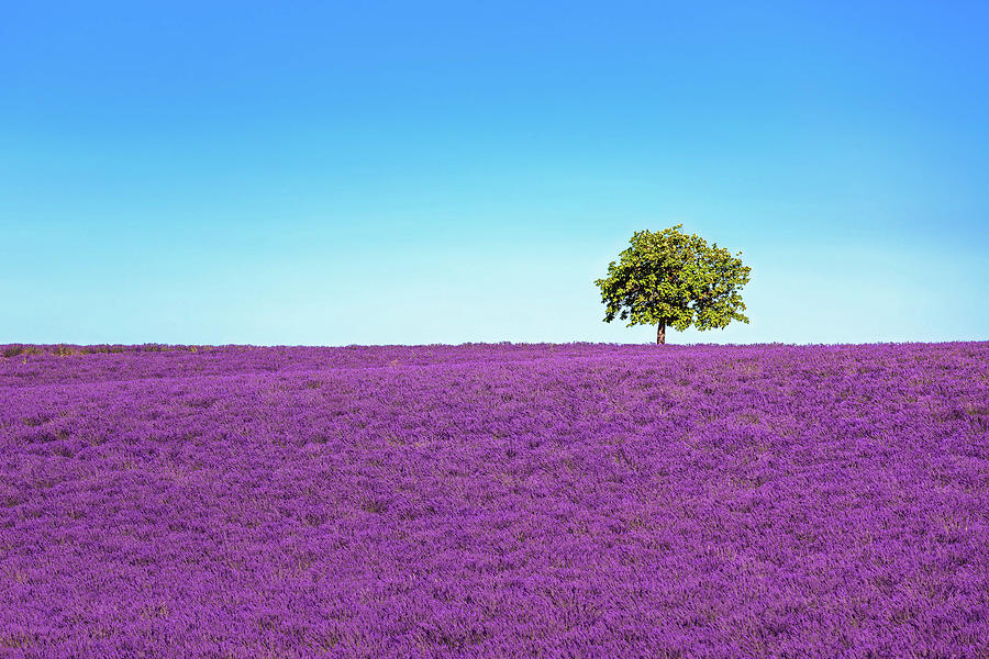 Lavender field and lonely tree. Provence Photograph by Stefano Orazzini
