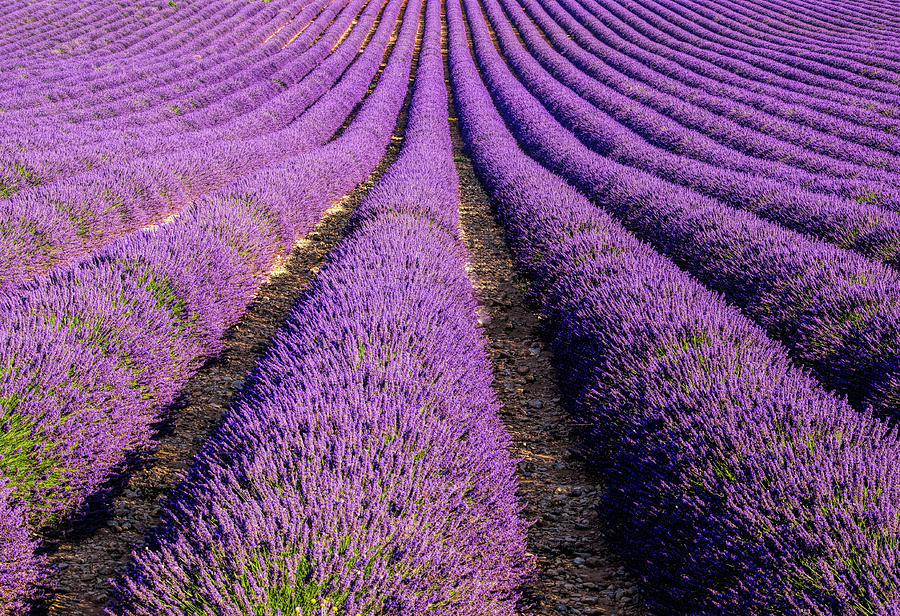 Lavender Field  and Rows Photograph by Eggers Photography