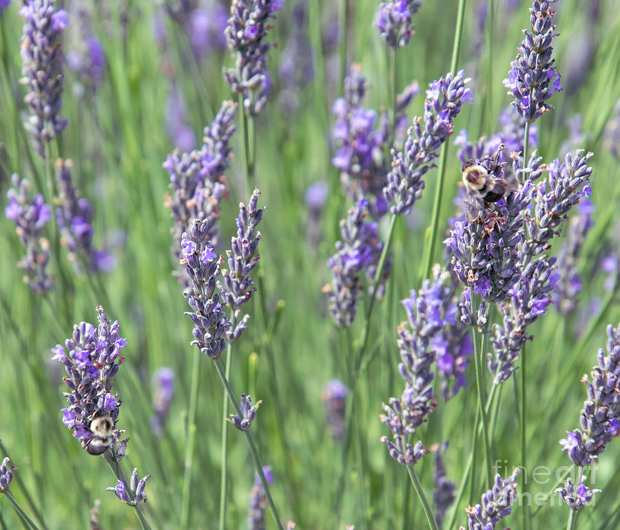 Lavender Field Photograph by Christina McGoran