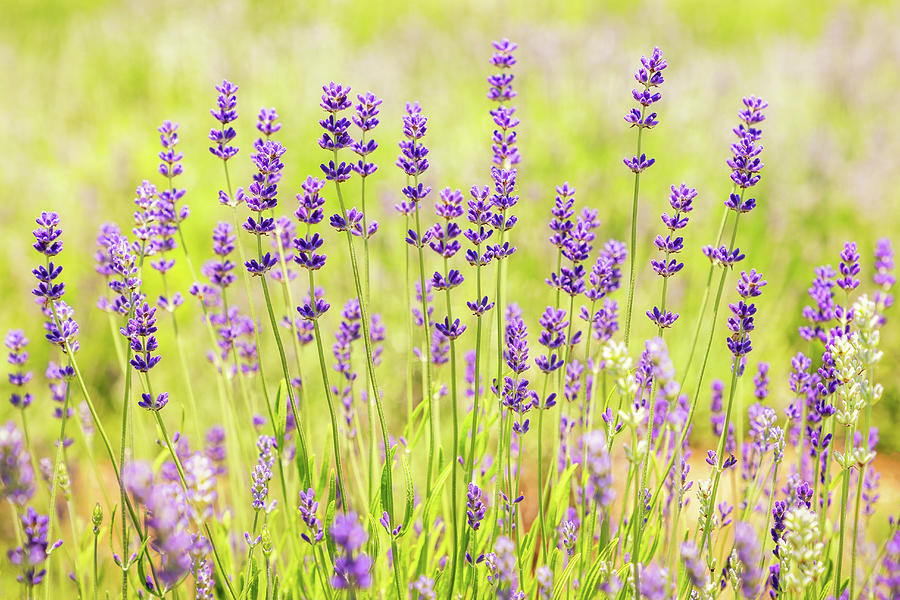 Lavender Field Photograph
