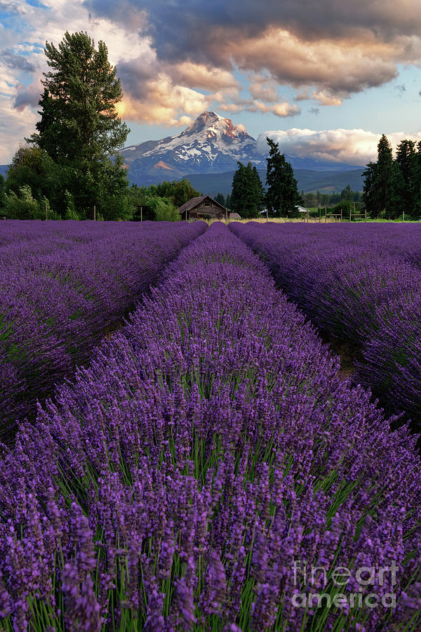 Lavender Field in Bloom Overlooking Oregons Mount Hood Photograph by Tom Schwabel