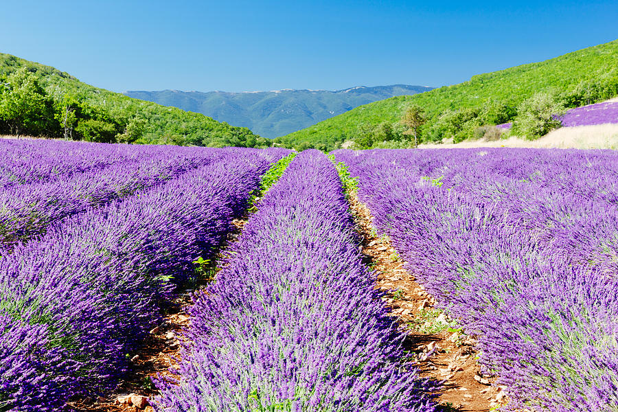 Lavender field in Provence Photograph by Lucentius